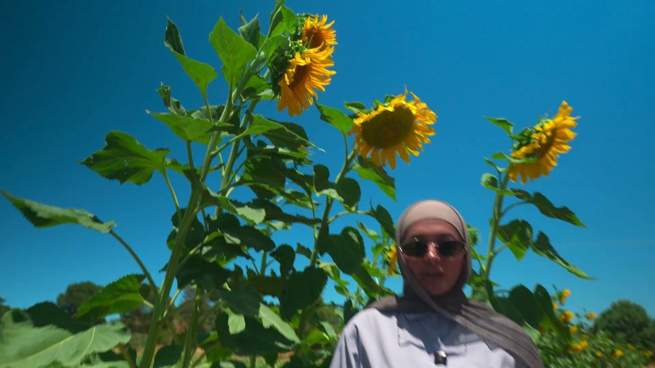 Sunflowers, Fit Clinic